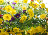 Tuinplant van de Maand april: mini-petunia