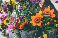 Zomerbloeiers in pot: instant kleur!